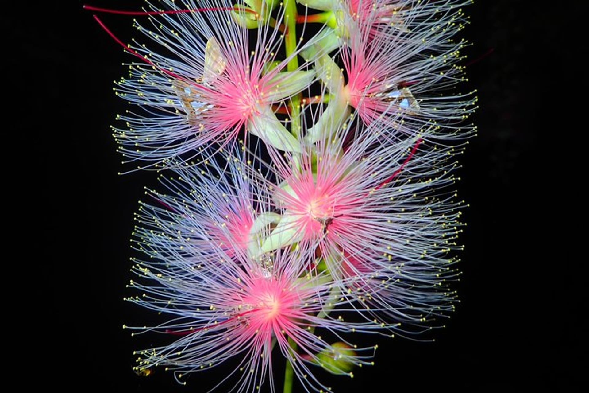 🌸 소에도 사가리바나(소에도 사가리바나) 이미지 4